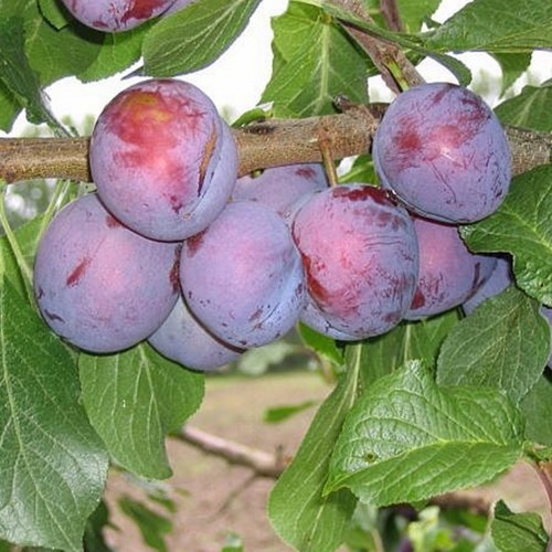 Prunus domestica 'Ave' - Aed-ploomipuu 'Ave' C6/6L